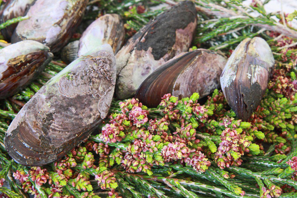 Serendipity Wilderness Restaurant | Luxury Guest House